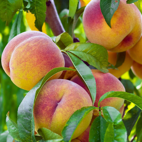 J.H. HALE ŞEFTALİ FİDANI